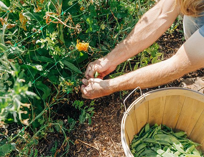 someone harvesting sugar snap peas