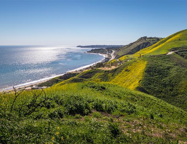 Lush green landscape with diverse plant