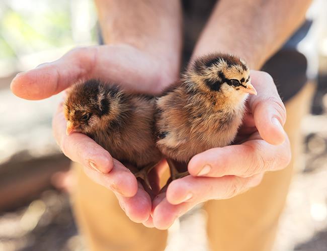 two baby chicks in a farmers hands