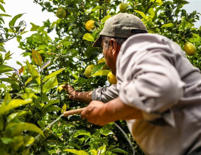 man collecting lemons