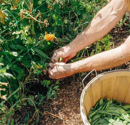 Garden beans