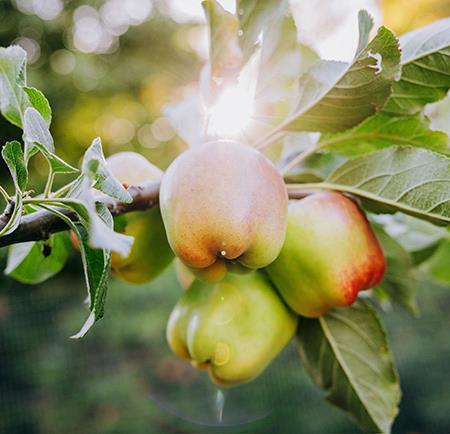 Apples on a tree