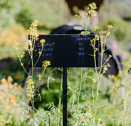 Reusable chalkboard sign for days till harvest for carrots, radish, and onions