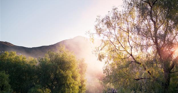 Mist through the trees with the mountains in the background in the morning