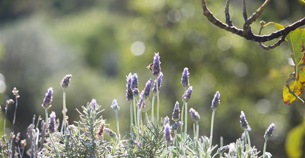 garden lavender 