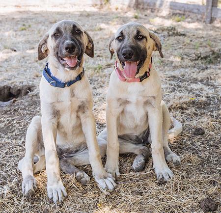 two puppies 