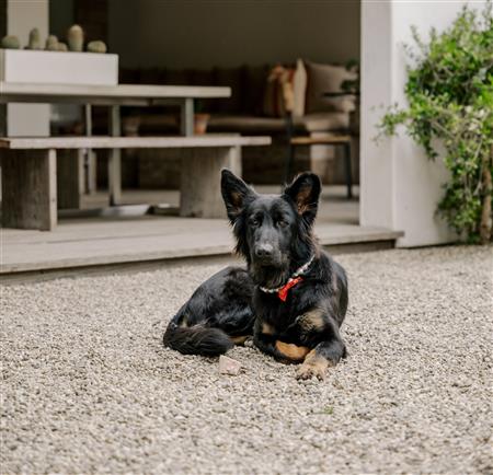 dog looking at camera