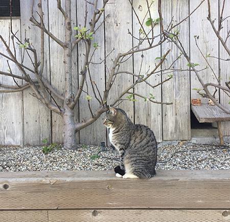 a grey cat