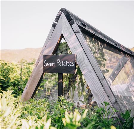 Garden with wooden structure and 'sweet potatoes' chalkboard sign