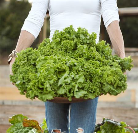 Kale harvest being held by a person in a large bowl