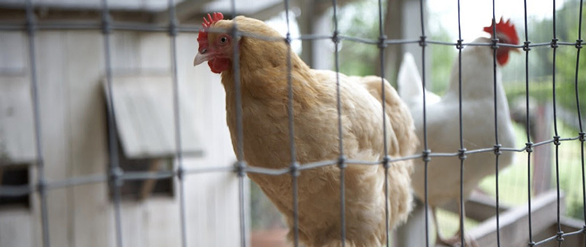 chickens in hen house