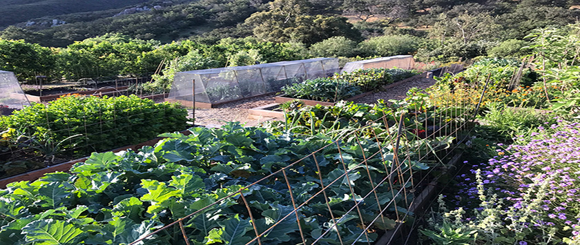 Garden view