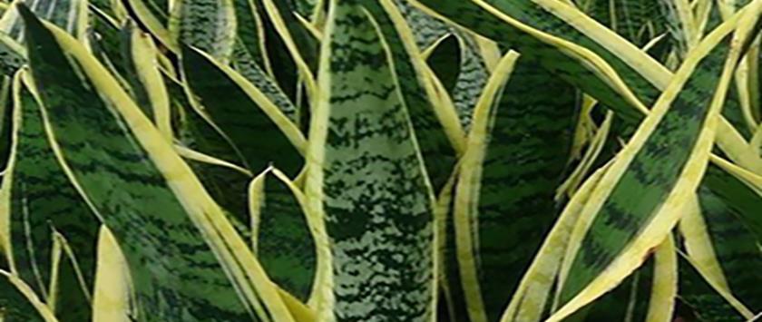 Snake Plant