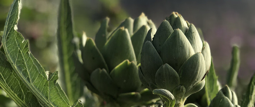 Artichoke close up