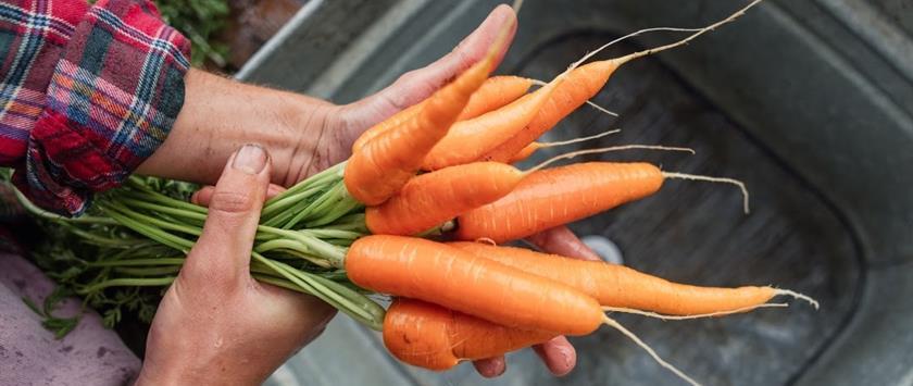 Carrots in hands