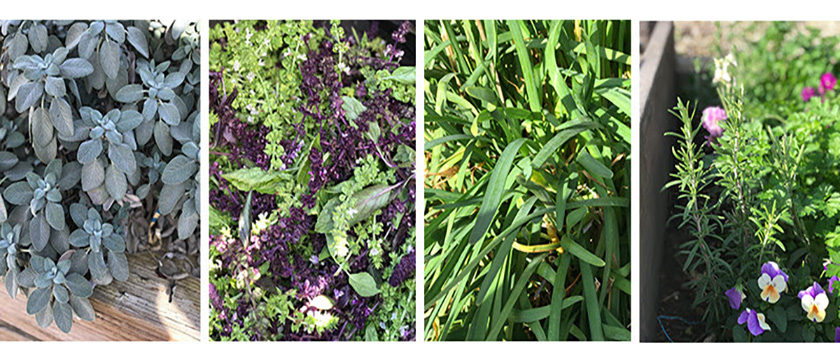 Garden herbs