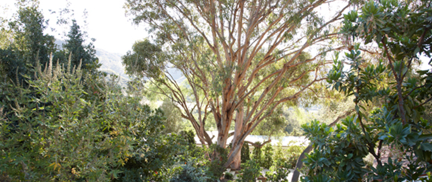 Eucalyptus tree