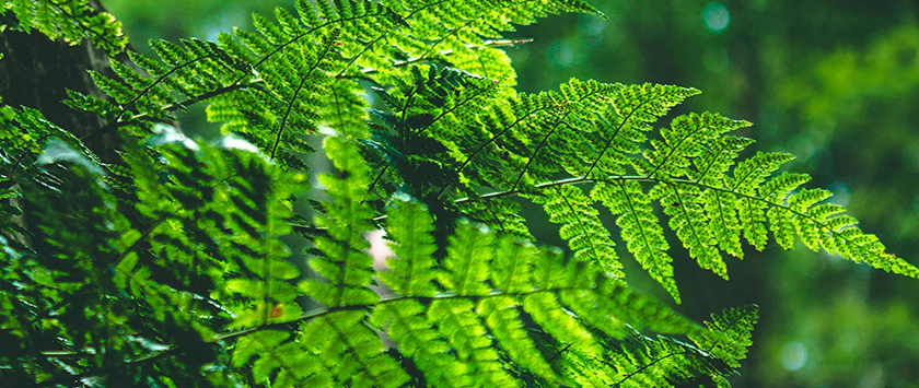 Boston Ferns 