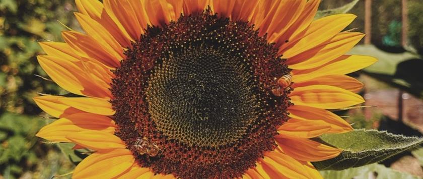 close up of sunflower