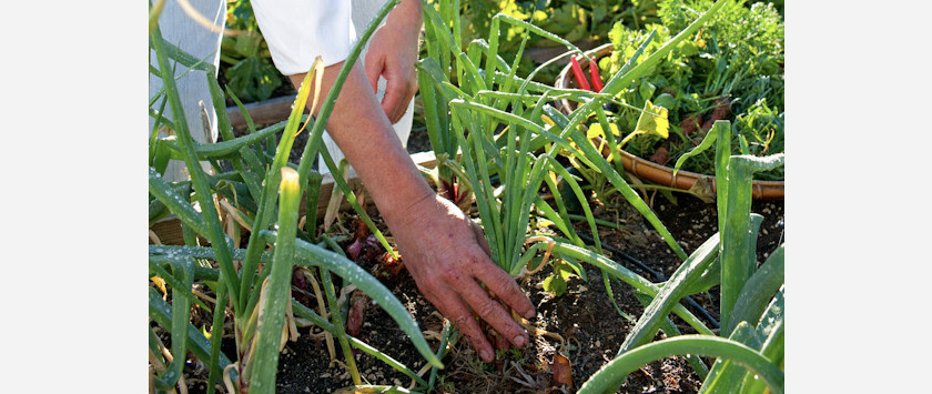 Picking Aloe