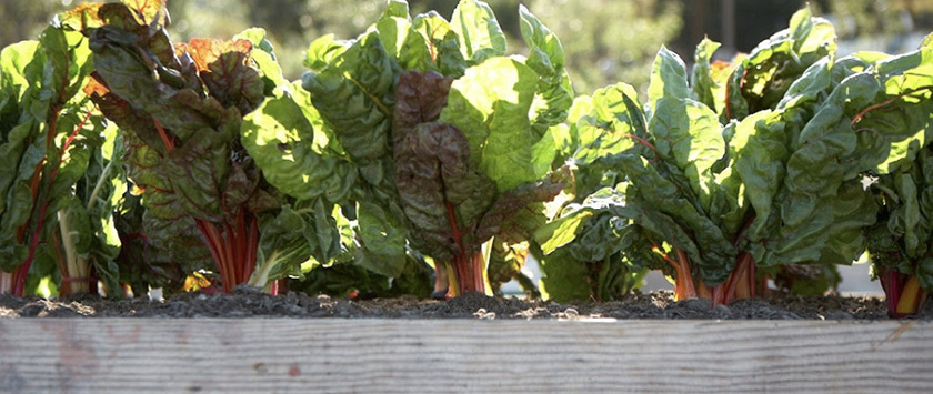 Spinach growing in the garden