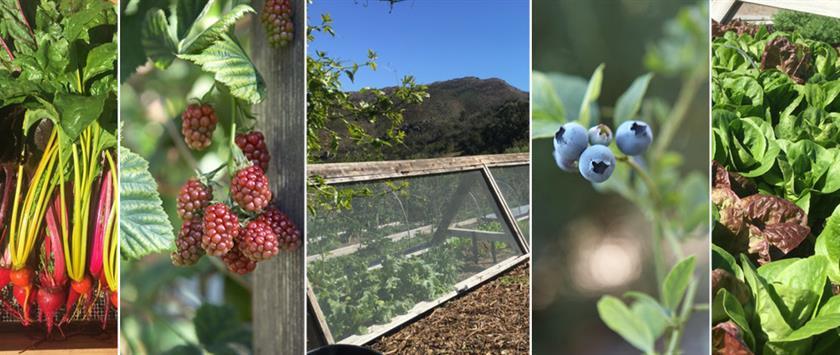 Fresh veggies and fruits in garden