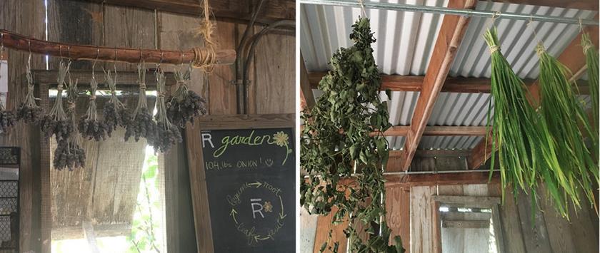 Drying Herbs in Barn