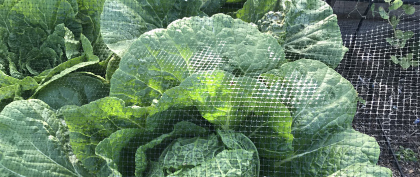 Large Lettuce growing