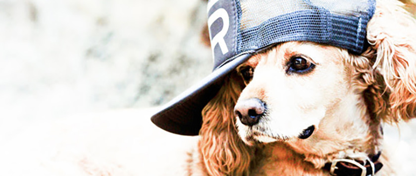 A dog wearing a baseball cap