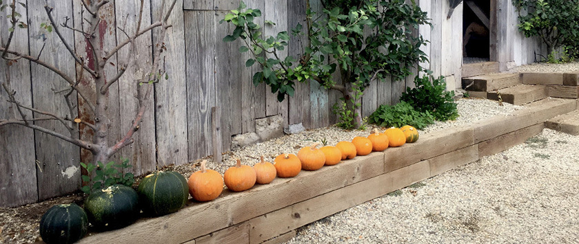 Pumpkins lined in a row