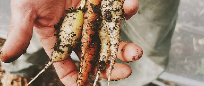 In the Garden hands holding carrots