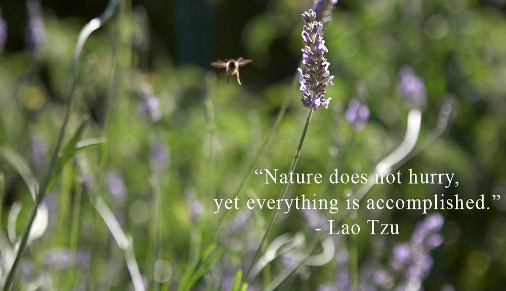 Nature does not hurry, yet everything is accomplished - Lau Tzu