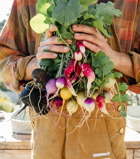 Gardener holding radishes 