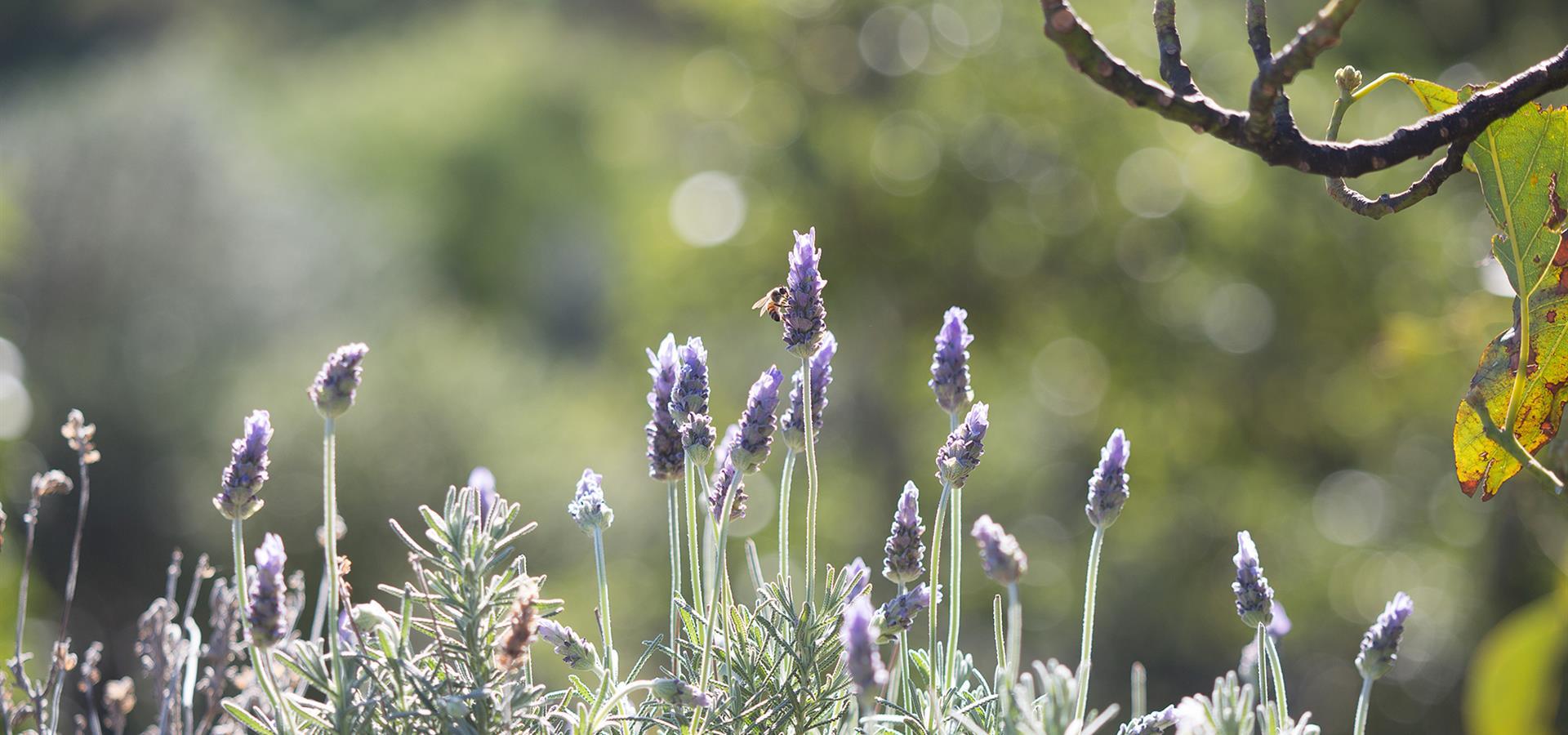 Lavender sprigs with a bee on them