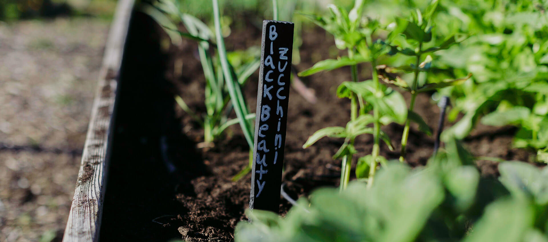 Black beauty zucchini stake in a garden bed