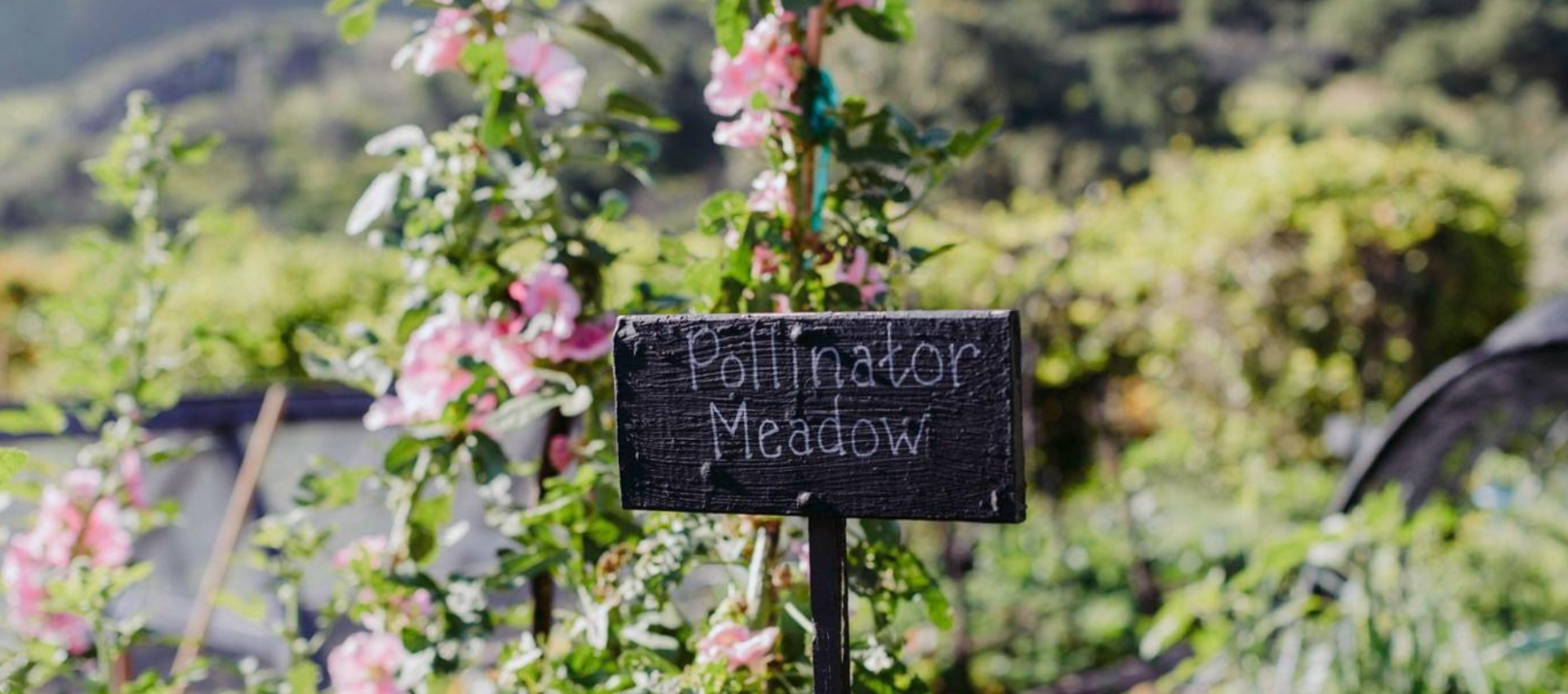 Pollinator meadow