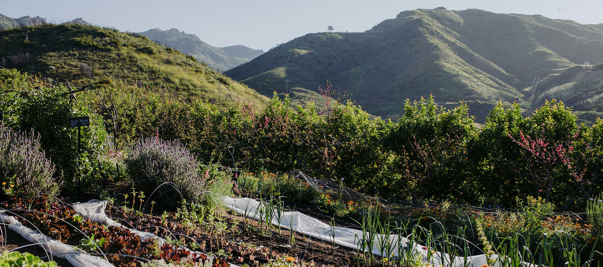 On-site regenerative organic certified garden on a hillside