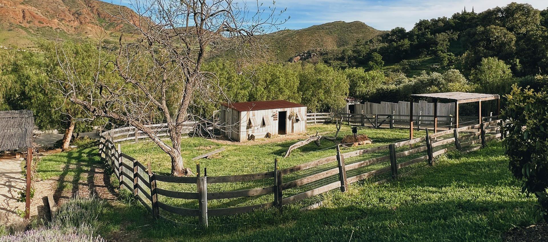 Goat standing near a fence with a barn in the background.