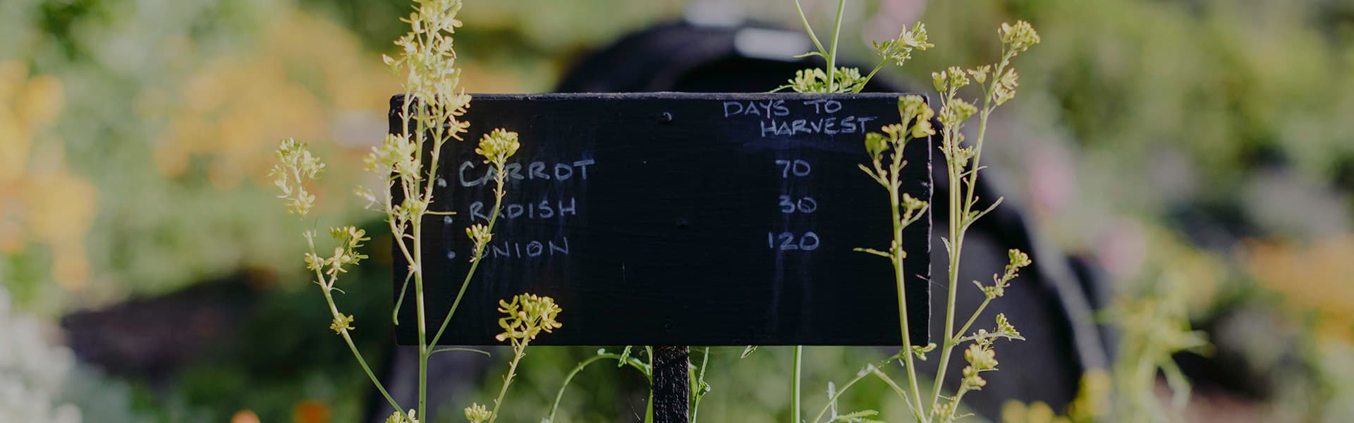 Carrot, radish, onions days to harvest